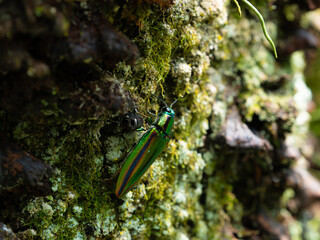 ヤマトタマムシのクローズアップ　虹色に輝く甲虫・樹皮と苔の自然背景