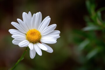 Fototapeta premium Solitary Daisy Bloom - Crisp White Petals and Golden Center in Soft Focus.