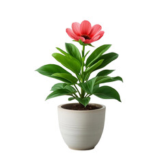 Obraz premium Pink hyacinth blossom in a small pot for a lovely isolated spring garden decoration