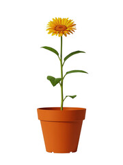 yellow flower in a pot