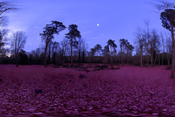 Purple Haze Forest at Dusk with Moonlit Sky.