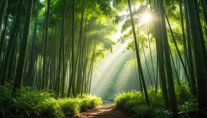 Sunlit Bamboo Forest Path with Morning Light Rays and Lush Greenery Serene Nature Scene