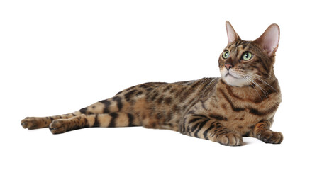 Bengal cat isolated on white. Beautiful pet