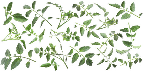 Tomato plant branches with green leaves isolated on white, set
