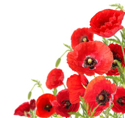 Fototapeta premium Bright red poppy flowers on white background
