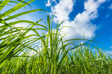 沖縄県宮古島のさとうきび畑