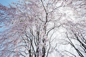 桜