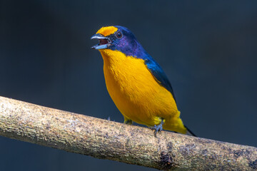 Violaceous euphonia 