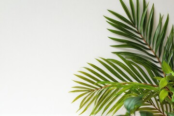 Fototapeta premium Lush green palm leaves contrast against a pristine white background