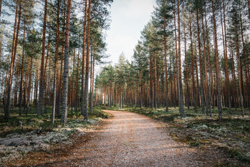 Long, winding forest path through a dense pine forest in the Nordic Fall