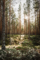 Sunbeams piercing through the sparse pine forest in Sweden, Nordic landscape