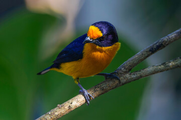 Violaceous euphonia 