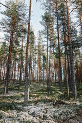 Forest floor covered with white reindeer moss under tall pine trees in Sweden, Fall season