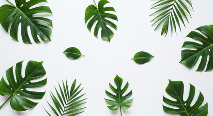 Tropical monstera palm leaves background green foliage nature pattern botanical design wallpaper summer flat lay