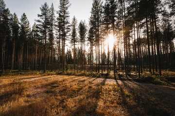 Sun setting over a field of dry yellow grass at the edge of a pine forest in Fall