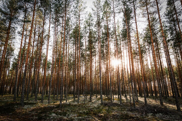 Sunlight streaming through dense pine tree trunks in a Swedish forest during Autumn
