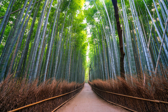 Bamboo forest in Arashiyama near Kyoto.Japan