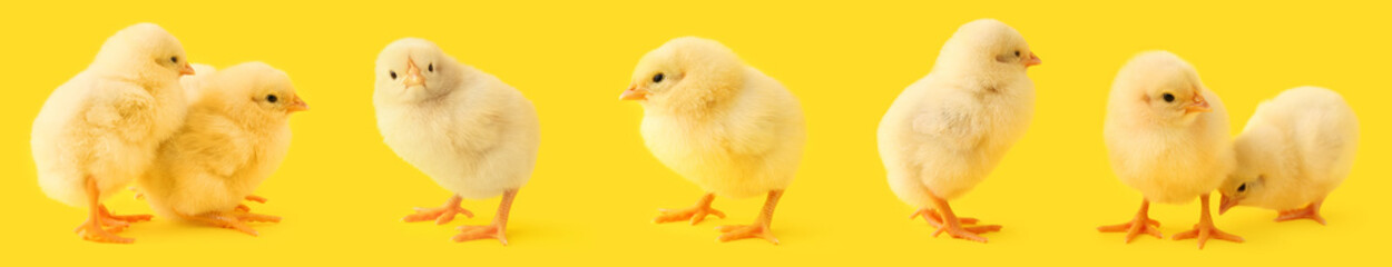 Set of cute chicks on yellow background