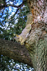 Squirrel hanging on a tree with a nut