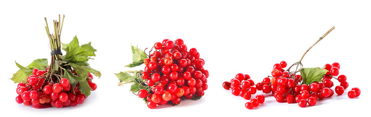 Set of ripe viburnum berries on white background