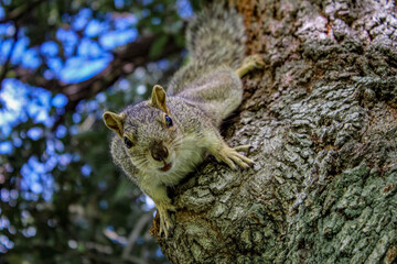 Curious squirrel on a tree trunk looking at the camera