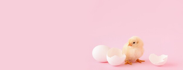 Cute little chick and egg shells on pink background with space for text