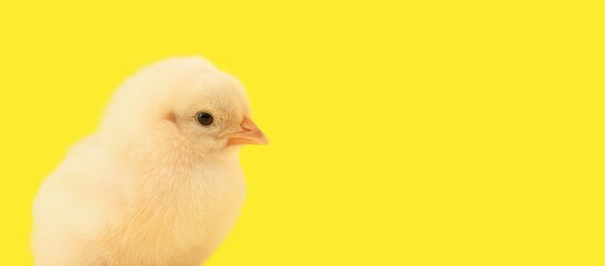 Cute little chick on yellow background with space for text, closeup