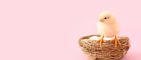 Nest with eggs and cute little chick on pink background with space for text