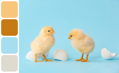 Cute hatched chicks on color background