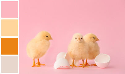 Cute hatched chicks on color background