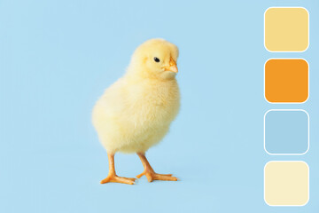 Cute little chick on color background