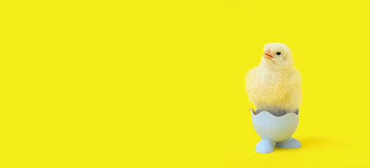 Egg holder with cute little chick on yellow background