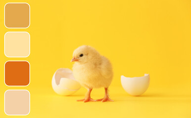 Cute hatched chick on color background