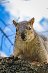 Close-up of a curious squirrel staring against a blue sky