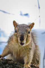 Squirrel with an open mouth against a blue sky