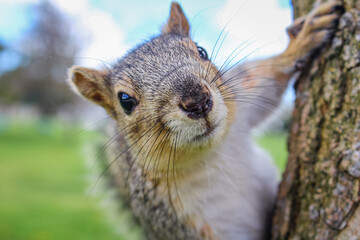 Squirrel close-up holding onto a tree and looking at the camera