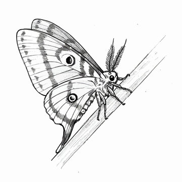 Detailed pencil drawing of a moth resting on a branch, viewed from the side with its wings partially folded, showcasing intricate patterns.
