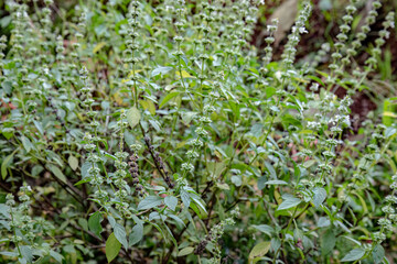 Basil plant cluster with fragrant flowers and leaves. Basil herbs growing densely with white flowers. Lush basil garden with aromatic green foliage. Herbs in garden with vibrant green leaves and bloom