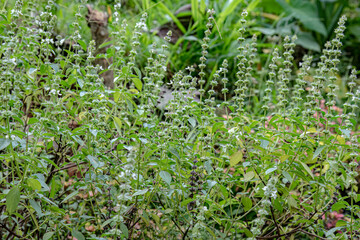 Basil plants with fresh green leaves and blossoms. Herb garden of basil with blossoms growing naturally. Fresh basil leaves and flowering plants. Lush basil plants with aromatic green leaves, blooms