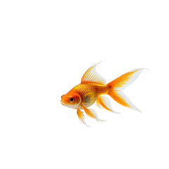 Fototapeta premium A vibrant, golden goldfish isolated against a stark black background