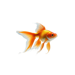 Fototapeta premium Vibrant goldfish with flowing fins against black background