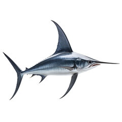 Fototapeta premium Realistic side view of a swordfish with sharp bill and large dorsal fin