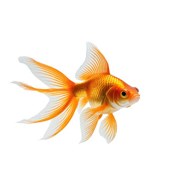 Detailed orange goldfish with flowing fins isolated on black background