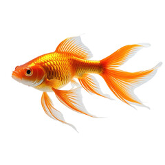 Isolated vibrant goldfish, orange scales, delicate fins, black background