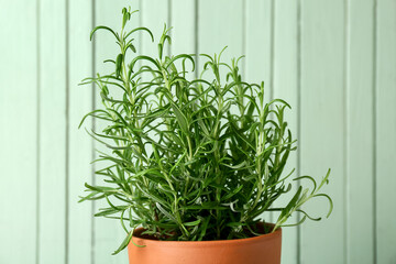 Potted rosemary plant on green wooden background