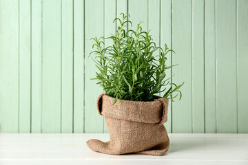Rosemary plant in burlap pot on wooden background