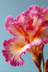 Close-up of a vibrant, ruffled flower.  Soft pink and peach petals, detailed texture.  Pale teal background
