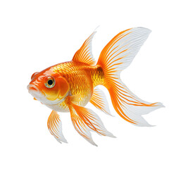 Fototapeta premium Ornate goldfish with flowing fins against a black background, side view