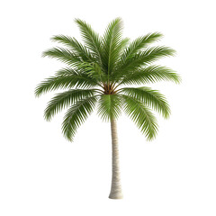 Fototapeta premium Isolated image of a tall palm tree with vibrant green fronds against a black background