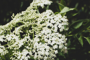 Blooming white flowers of black sambucus (Sambucus nigra)